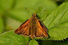 David Plant Photography - Wildlife Photography - Large skipper - C